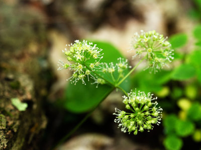 Wild Sarsaparilla(Aralia nudicaulis)
