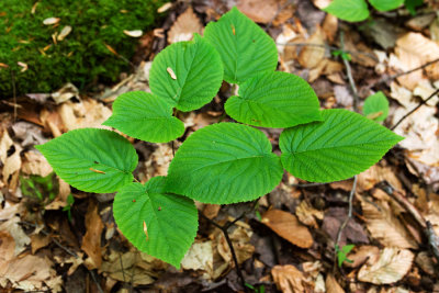 Hobblebush (Viburnum lantanoides)