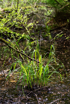 Carex sp.