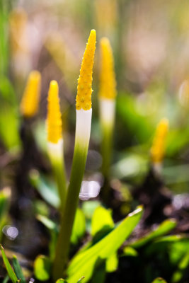 Golden Club (Orontium aquaticum)