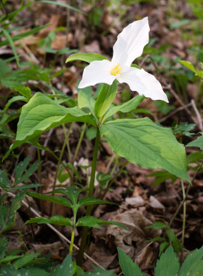 Trillium grandiflorum