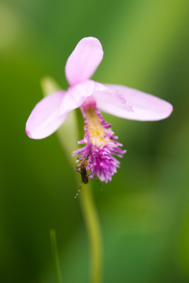 Rose Pogonia (Pogonia ophioglossoides)
