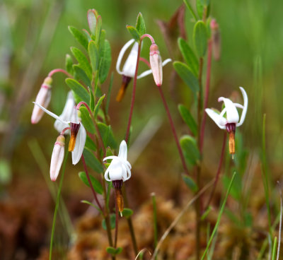 Large Cranberry (Vaccinium macrocarpon)