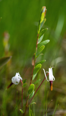 Large Cranberry (Vaccinium macrocarpon)