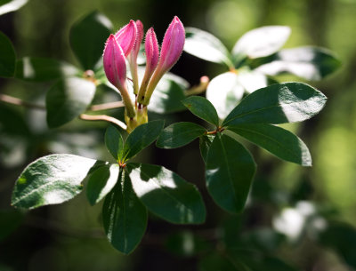 Rhododendron sp.