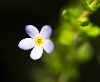 Mutant Bluet (Houstonia caerulea)