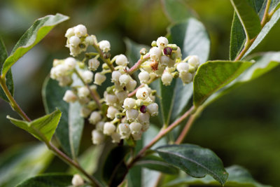 Maleberry (Lyonia ligustrina)