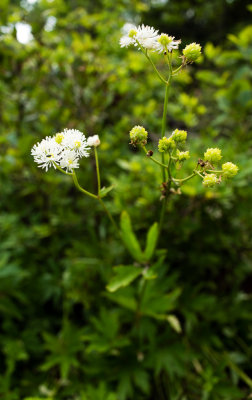 Carolina Tassel-Rue (Trautvetteria caroliniensis)