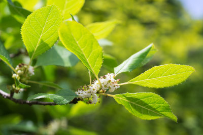 DSC_3640ddd.jpg