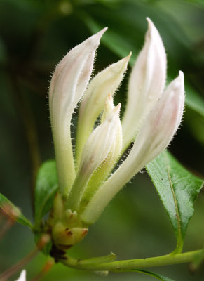 Sweet Azalea (Rhododendron arborescens)