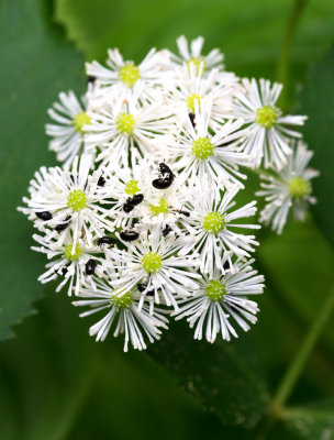 Carolina Tassel-Rue (Trautvetteria caroliniensis)
