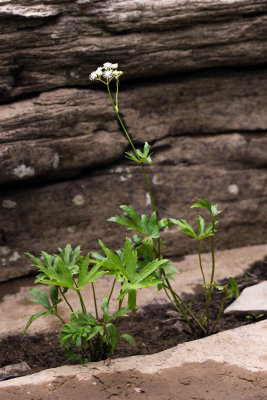 Carolina Tassel-Rue (Trautvetteria caroliniensis)