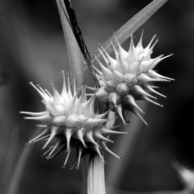 Carex sp.