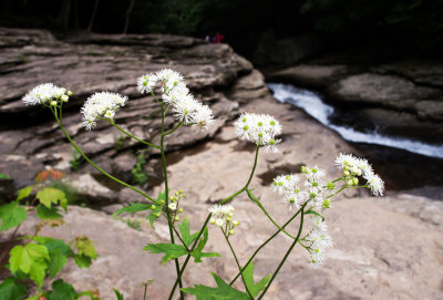 Carolina Tassel-Rue (Trautvetteria caroliniensis)
