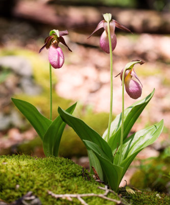 Pink Lady's Slipper (Cypripedium acaule)