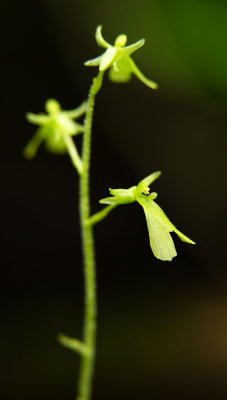 Appalachian Twayblade (Neottia smallii)