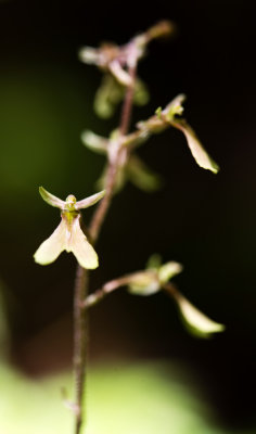 Appalachian Twayblade (Neottia smallii)