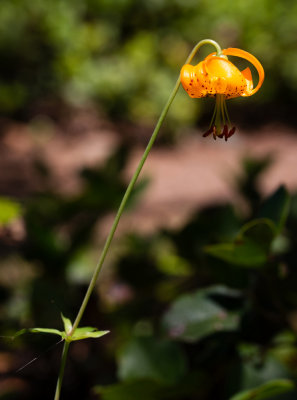Columbia Lily (Lilium columbianum)