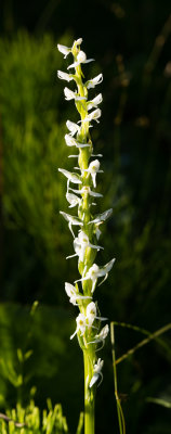 Bog Candle (Platanthera dilatata)