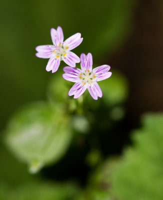 Siberian Miner's Lettuce (Claytonia sibirica)