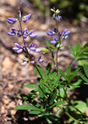 Broadleaf Lupine (Lupinus latifolius)