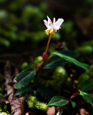 Menzies' Pipsissewa (Chimaphila menziesii)