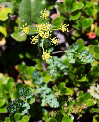 Desert Parsley (Lomatium martindalei)