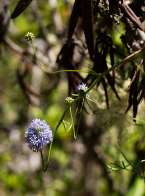 Globe Gilia (Gilia capitata)