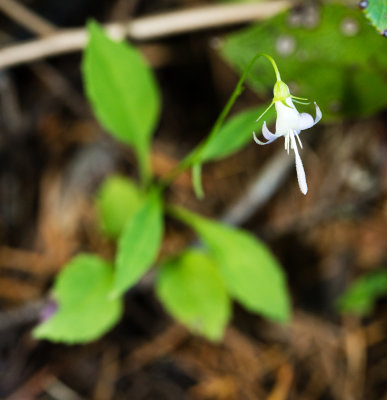 Scouler's Bluebell (Campanula scouleri)