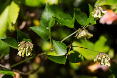 Forest Scurfpea (Rupertia physodes)