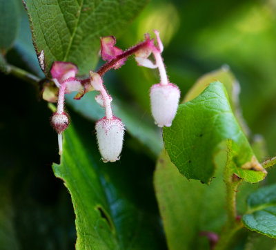 Salal (Gaultheria shallon)