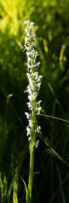 Bog Candle (Platanthera dilatata)