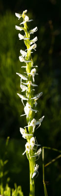Bog Candle (Platanthera dilatata)