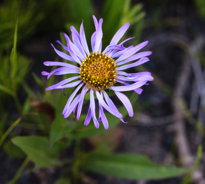 DSC_6525aa.jpg