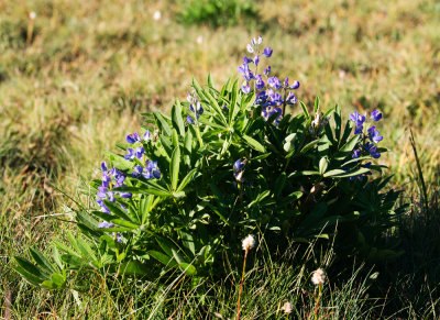 Broadleaf Lupine (Lupinus latifolius)