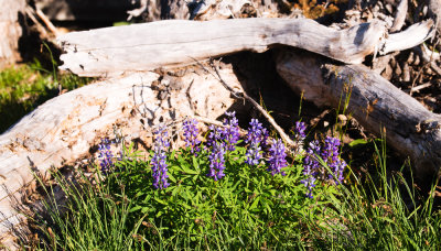 Broadleaf Lupine (Lupinus latifolius)
