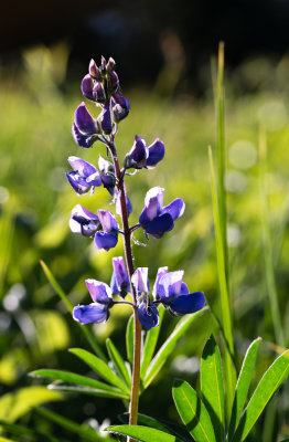 Broadleaf Lupine (Lupinus latifolius)