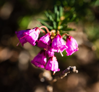 Pink Mountain Heather (Phyllodoce empetriformis)
