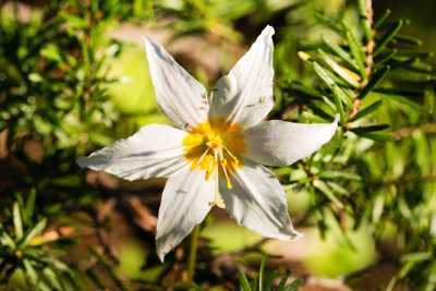 Avalanche Lily (Erythronium montanum)