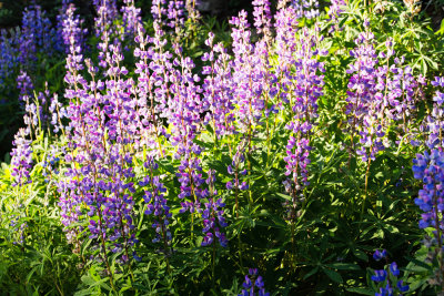 Broadleaf Lupine (Lupinus latifolius)