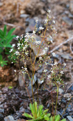 Rusty Saxifrage (Saxifraga ferruginea)