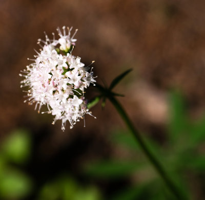 Sitka Valerian (Valeriana sitchensis)