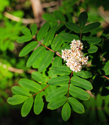 Sitka Mountain-Ash (Sorbus sitchensis)