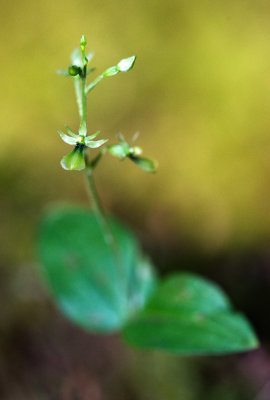 Northwestern Twayblade (Neottia banksiana)