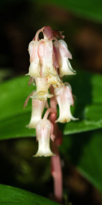 DSC_6697aa.jpg