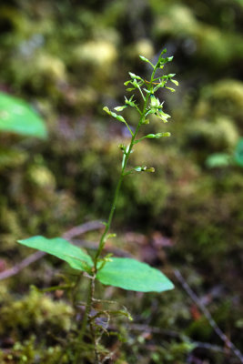 Northwestern Twayblade (Neottia banksiana)