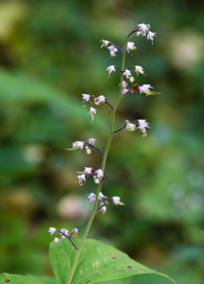DSC_6715aaa.jpg