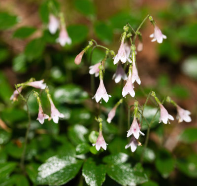 Twinflower (Linnaea borealis)