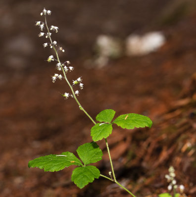 Foamflower (Tiarella trifoliata)