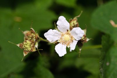 DSC_6863aa.jpg